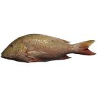 Pargo entero eviscerado (4-6 kg) Pargo entero eviscerado (4-6 kg)